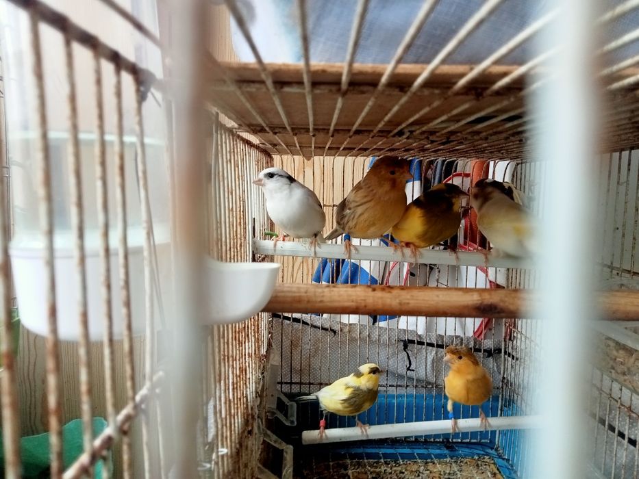 Vendo canários a bom preço