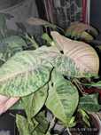 Cutting de Syngonium Pink Flecked