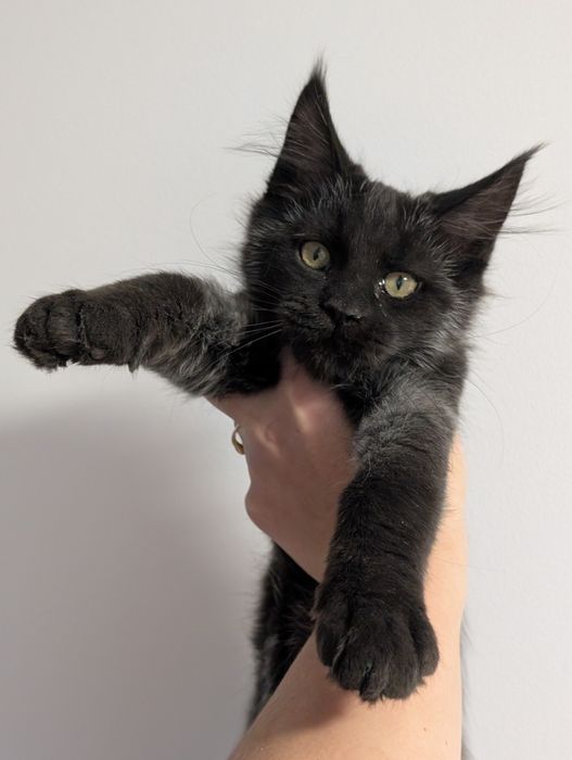 Cosmos czarny kocurek Maine Coon. Zapraszamy