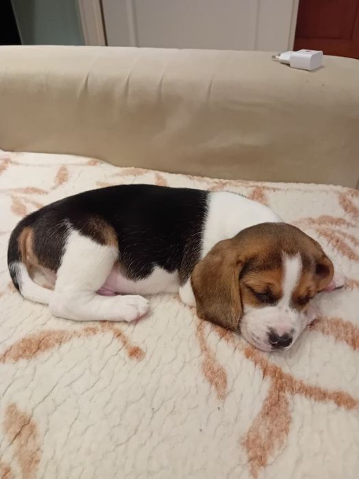 Beagle piesek trikolor