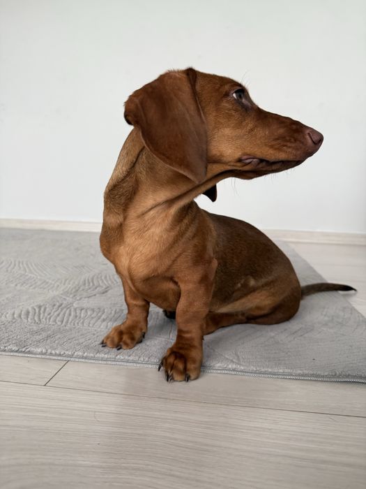 Jamnik - jamniczek -samiec