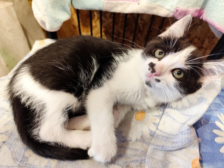 Шукаю родину для кошенятка