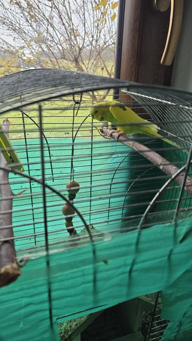 Papuga falista  żółta