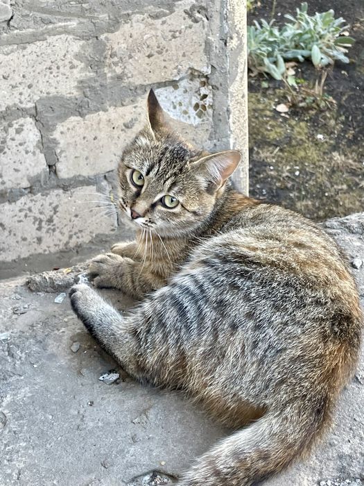 Котенок девочка полосатая трехцветная серая