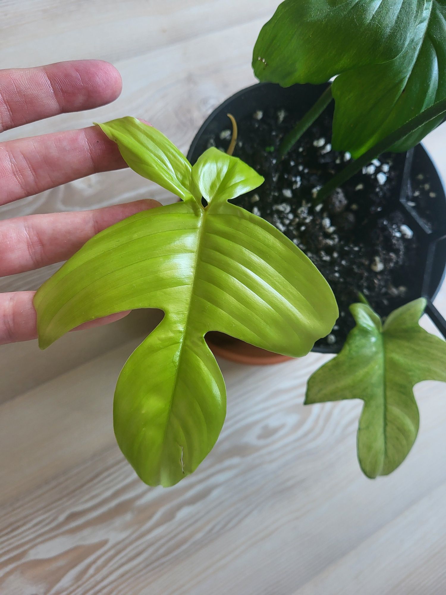 Philodendron florida ghost 2 sadzonki