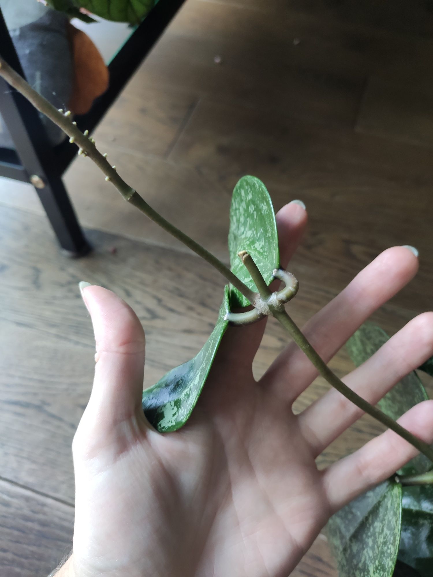 Hoya acuta 997 (stable pink spot splash on cordate leaves)