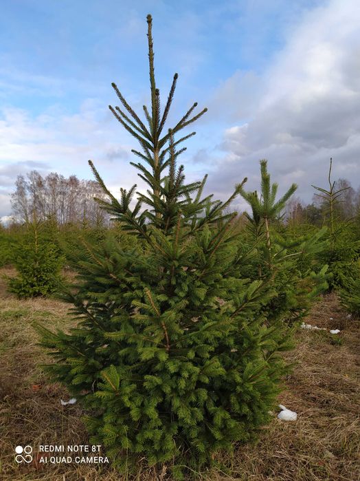 Choinki, Świerk pospolity