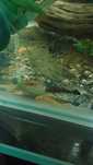 Ancistrus sp, albinos e super red