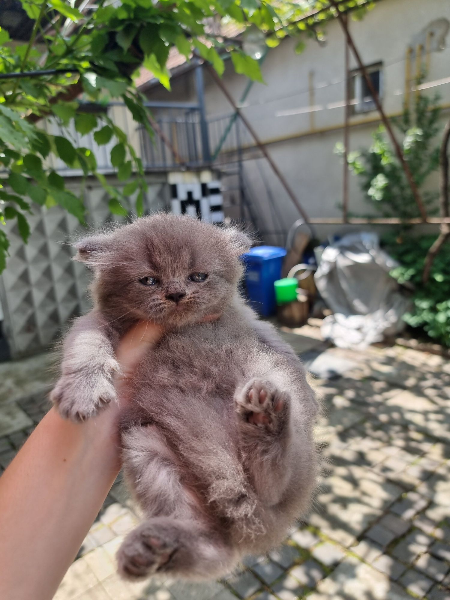 Кошенята Британські та шотландські!