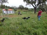 Mini Hotel pelo seu cão na Natureza