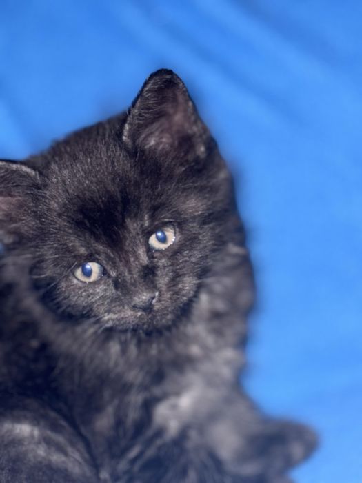 Adocao de lindos gatos