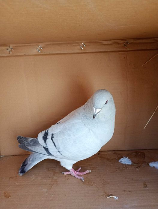 Sprzedam gołębie STANDARDY