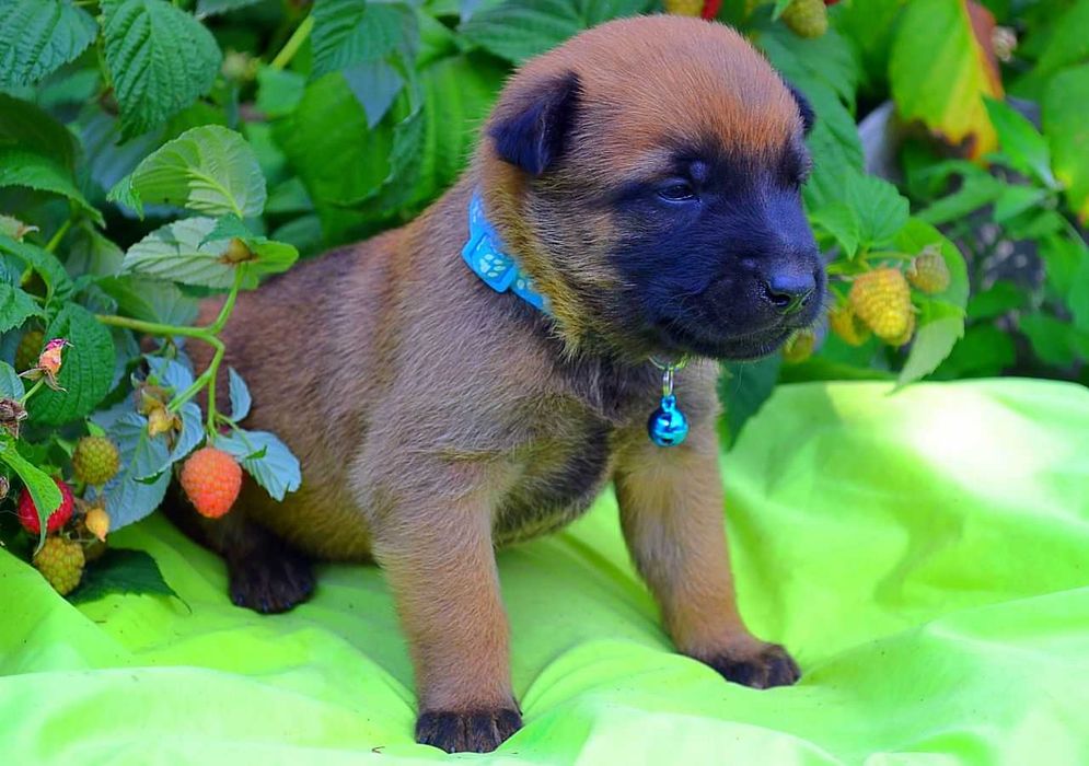 Кобели малинуа! Щенки бельгийской овчарки мальчики!