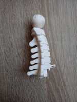 Kręgi szyjne kostek szkielet ciało człowieka Tajemnice ludzkiego ciała