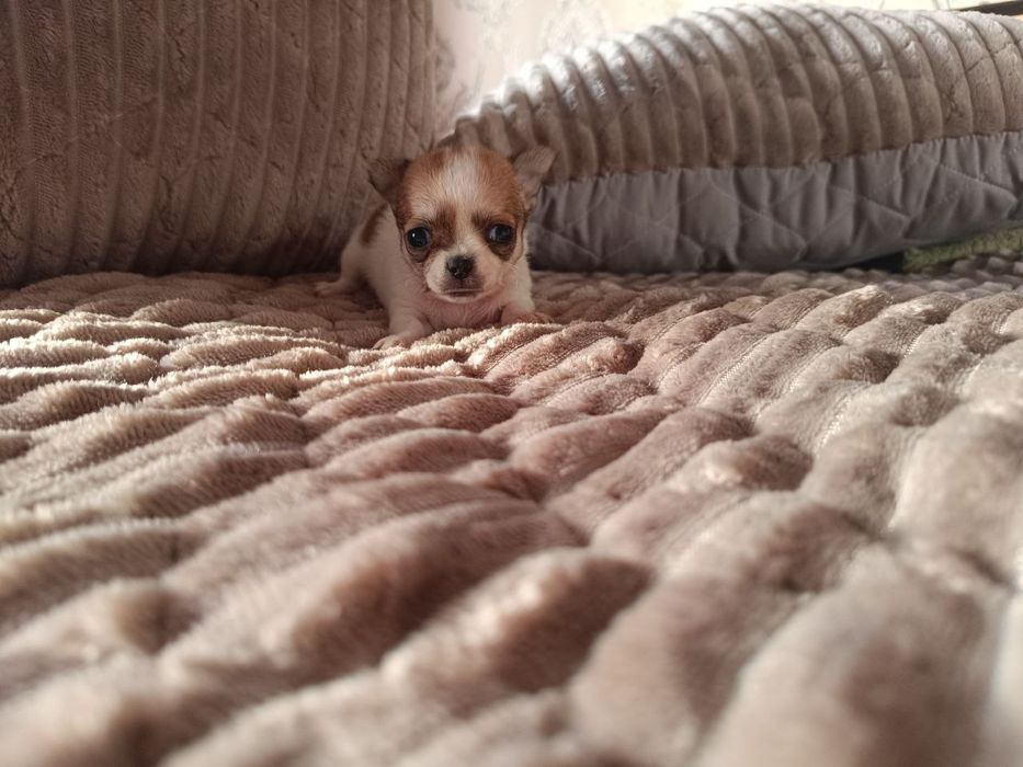 Продам собак чихуахуа