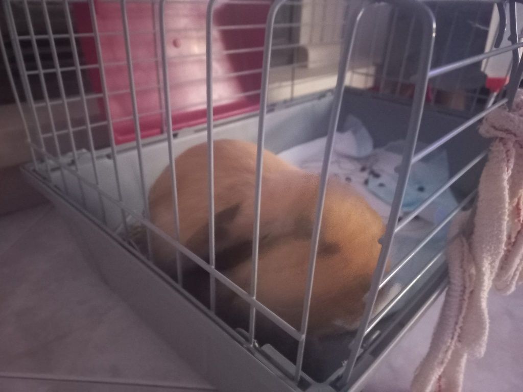 Vendo Coelho com gaiola