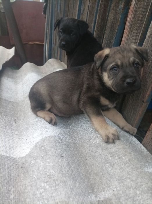 щенки , безкоштовно