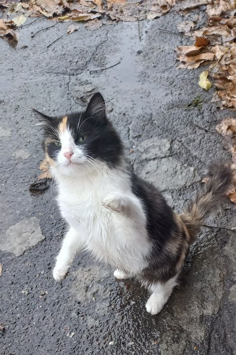 Триколорка проситься в сім'ю.