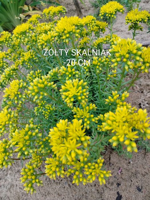 Wieloletnie kwiaty ogrodowe