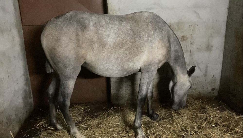 Poldra cruzada Lusitano com 3 anos