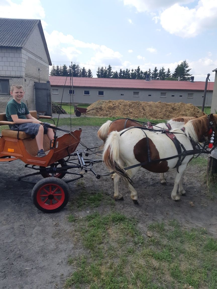 Stado kucy na sprzedaż