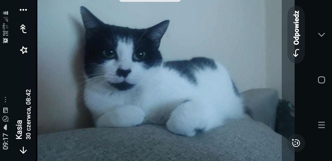 Oddam kotkę do adopcji