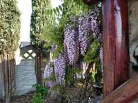 wisteria - glicynia  sprzedam