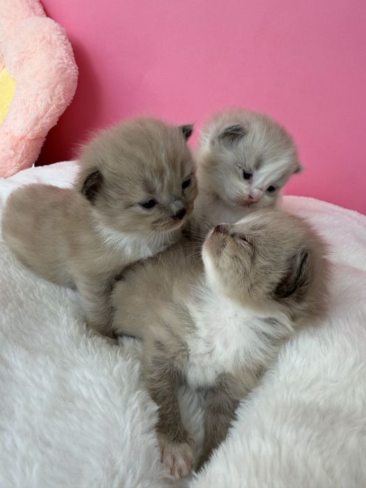 Kocurek Chwrubim -Ragdoll