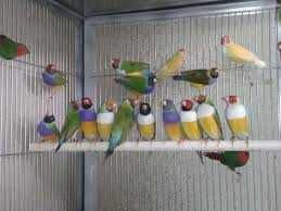 Vendo diamantes gould