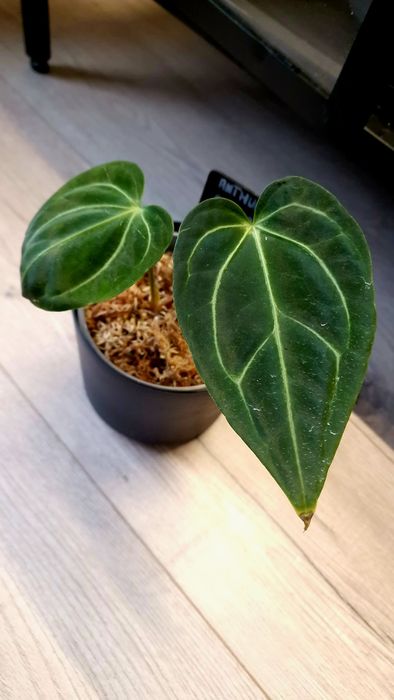 Anthurium regale