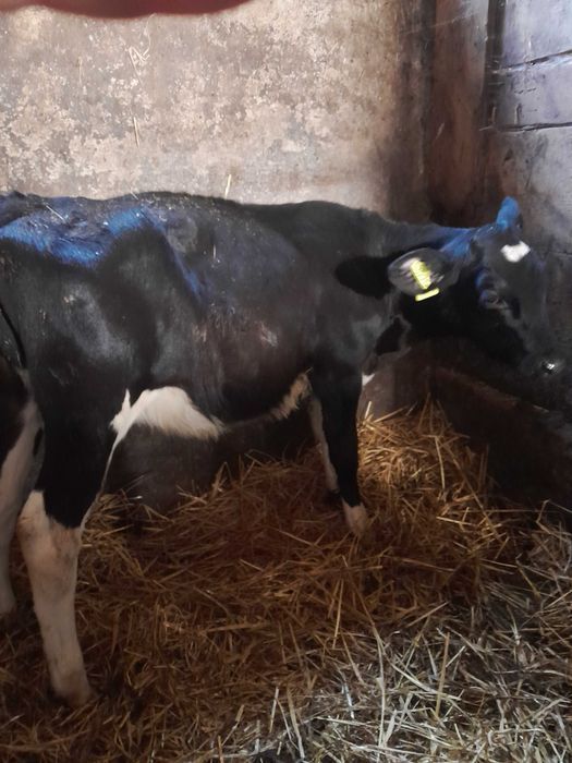 Jałówka 3 miesieczna