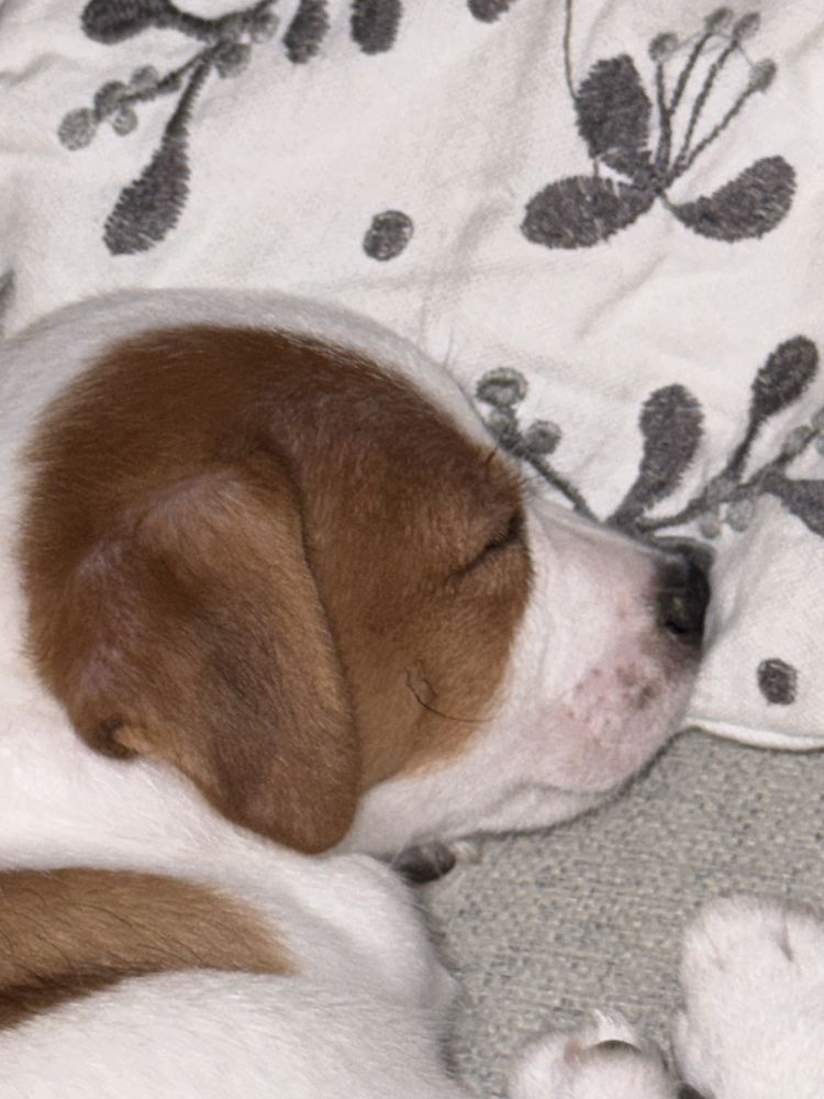 Jack Russell Terrier suczka gładkowłosa rodowód ZKwP