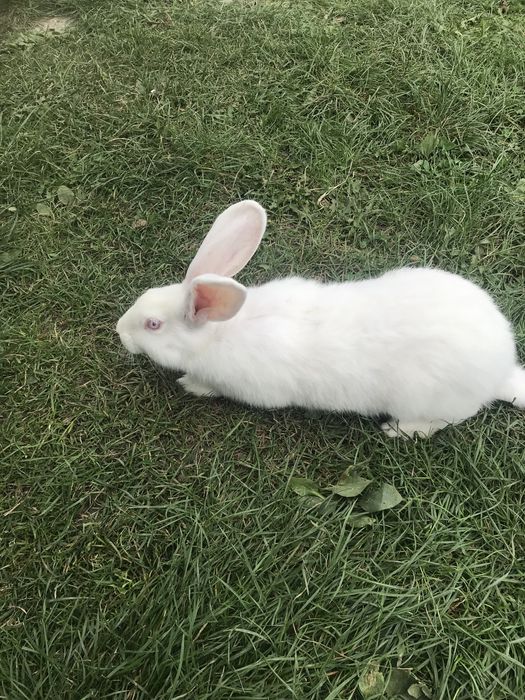 Продам кролі  породи бургундія