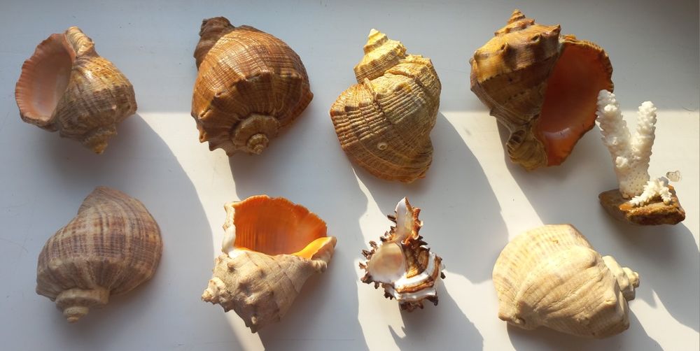 Ракушки морские для аквариума