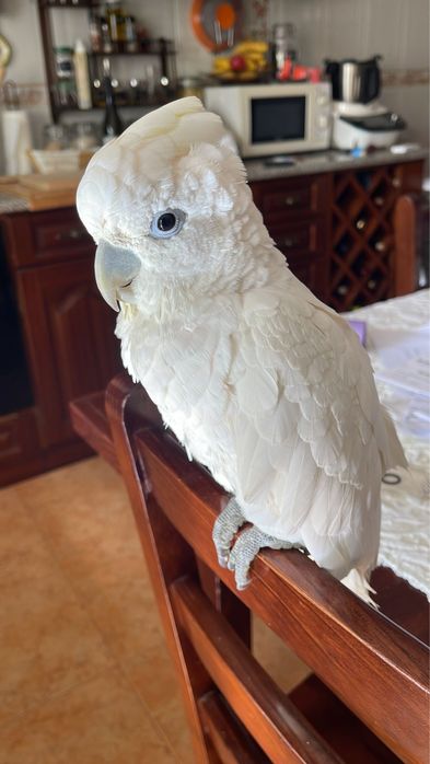 Catatua criada à mão muito bonito e meigo