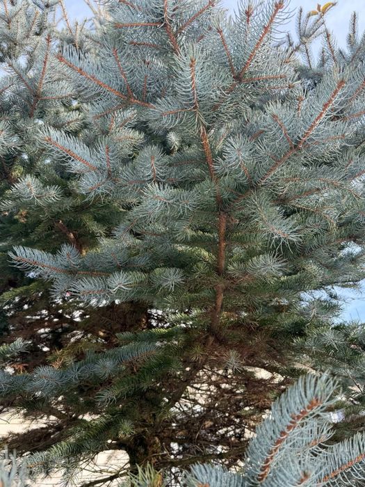 !Шикарна Велика Ялинка На Продаж!