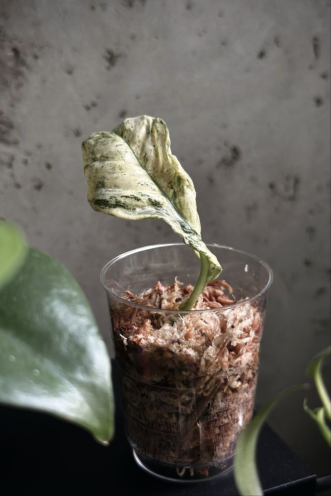 Rhaphidophora puberula variegata - rzadka roślina kolekcjonerska