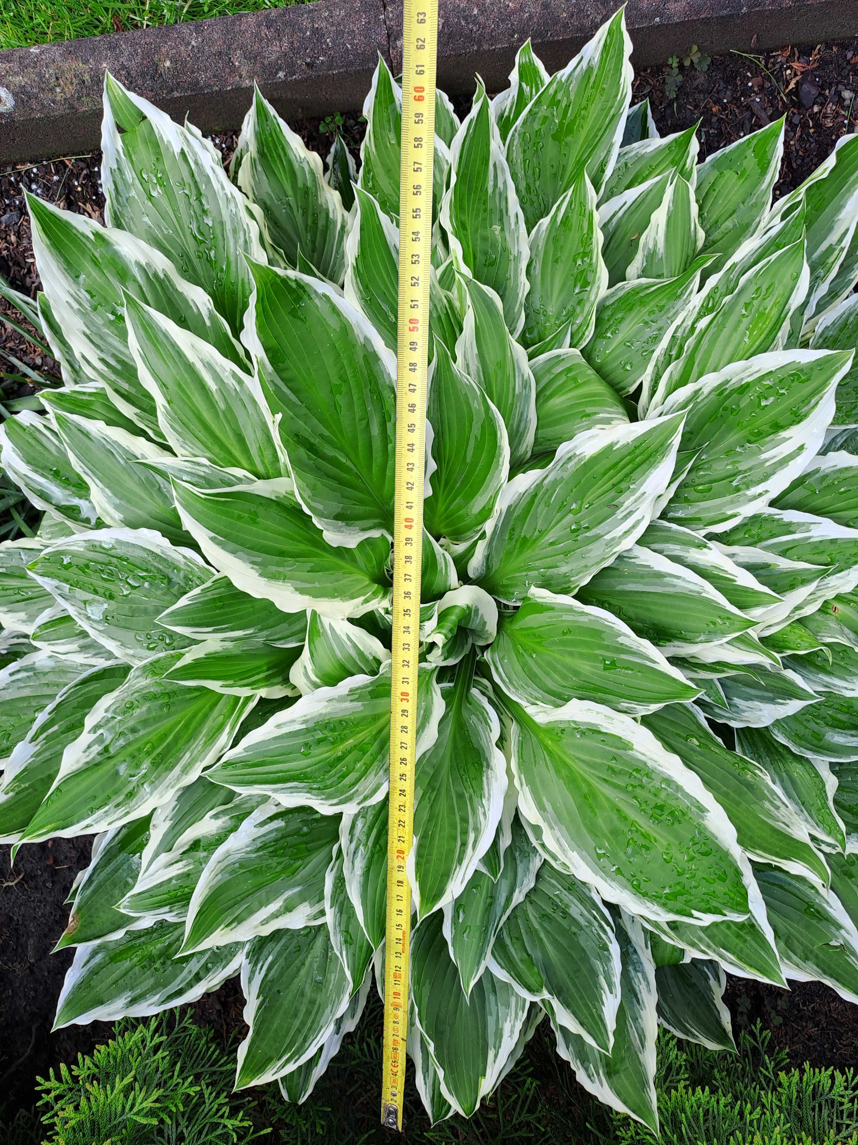 Hosta Funkia duża karpa