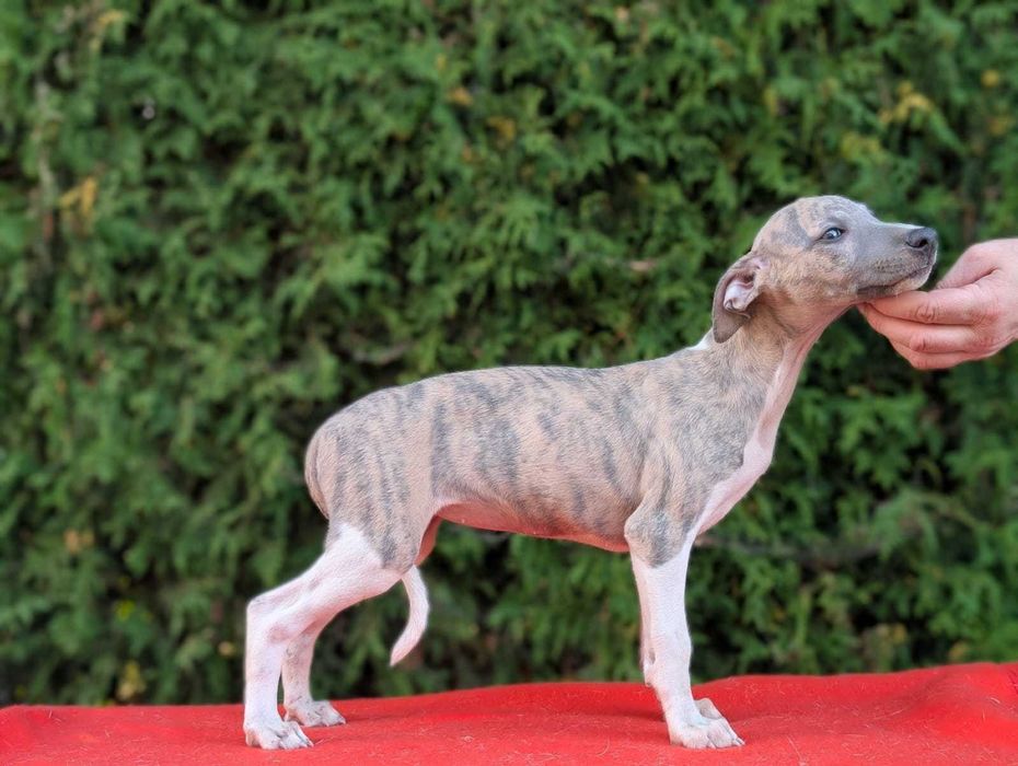 Whippet ZKwP sunia MICHELLE