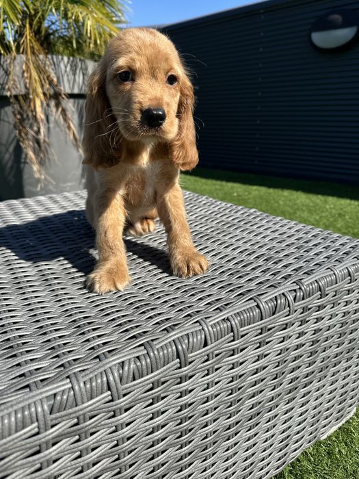 Cocker menino lindo