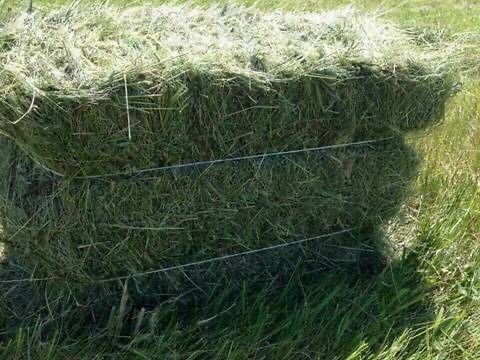 Сіно різнотравʼя тюк