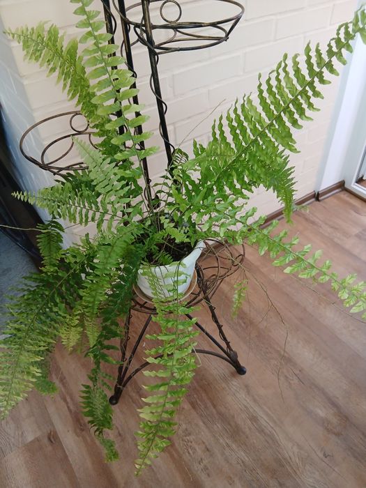Продам интерьерные комнатные растения:папоротник, зигокактус.