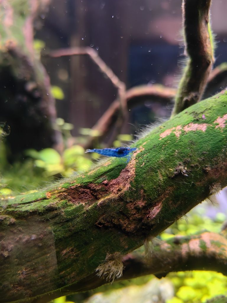Krewetki blue velvet