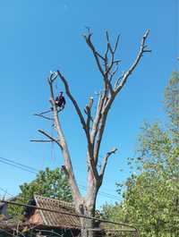 Зрізання аварійних та проблемних дерев