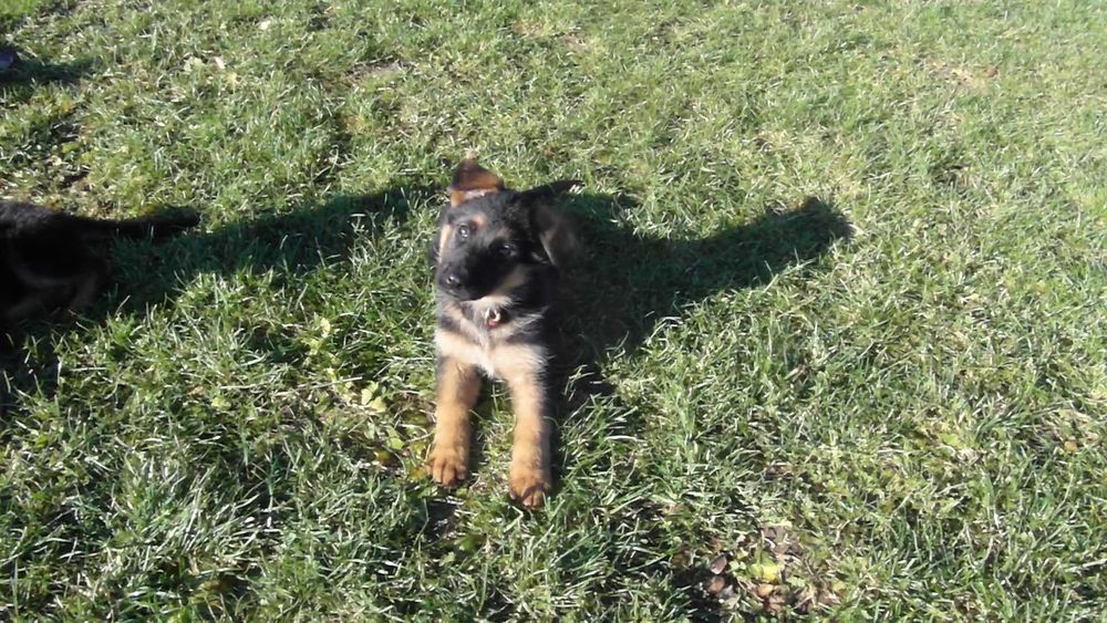 Owczarek Niemiecki Krótkowłosy FCI SZCZENIAK suczka  czarna podpalana