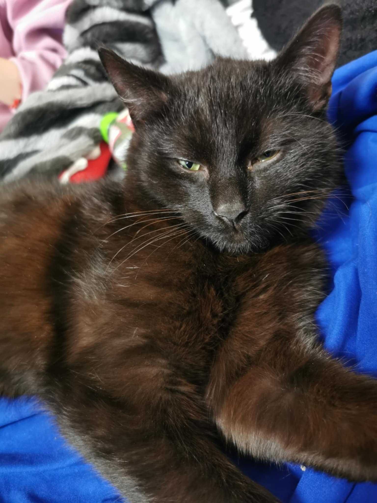 Kotek do adopcji, kocurek czarny