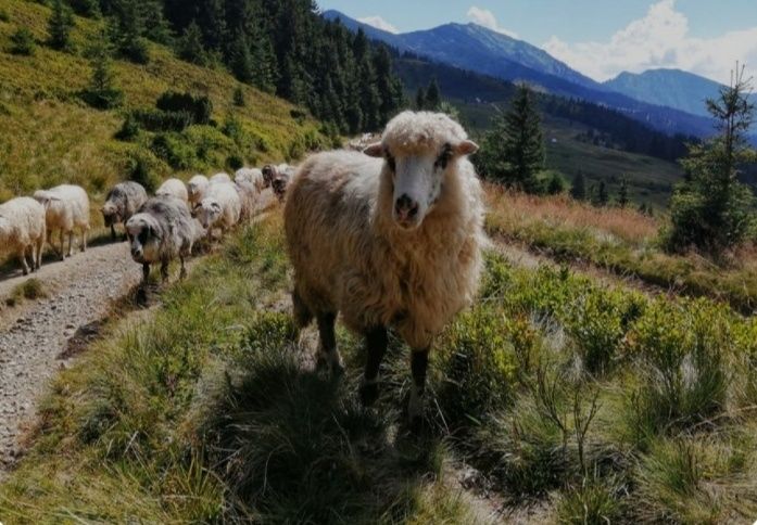 Карпатсі     вуці.