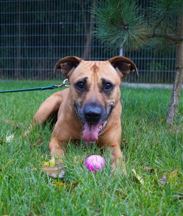 Dubaj w typie amstaffa szuka domu!