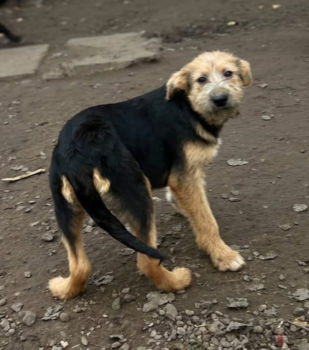 Аля отдам в семью