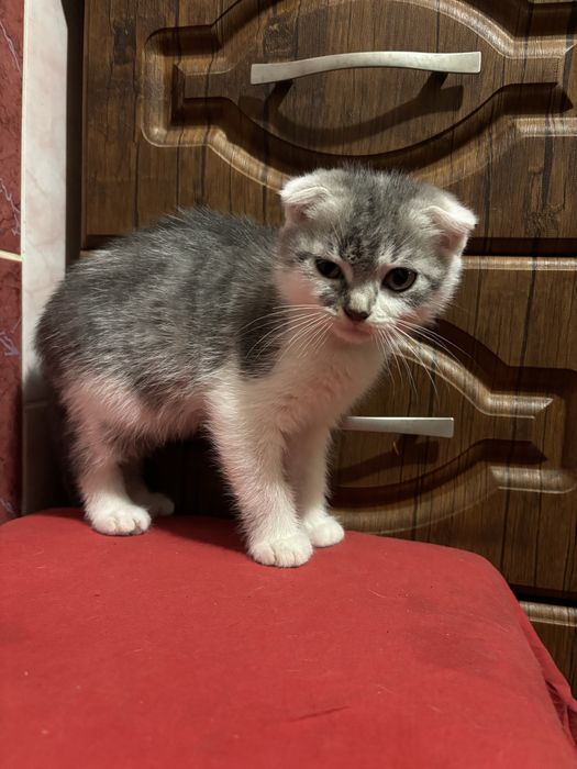 Висловухий котик